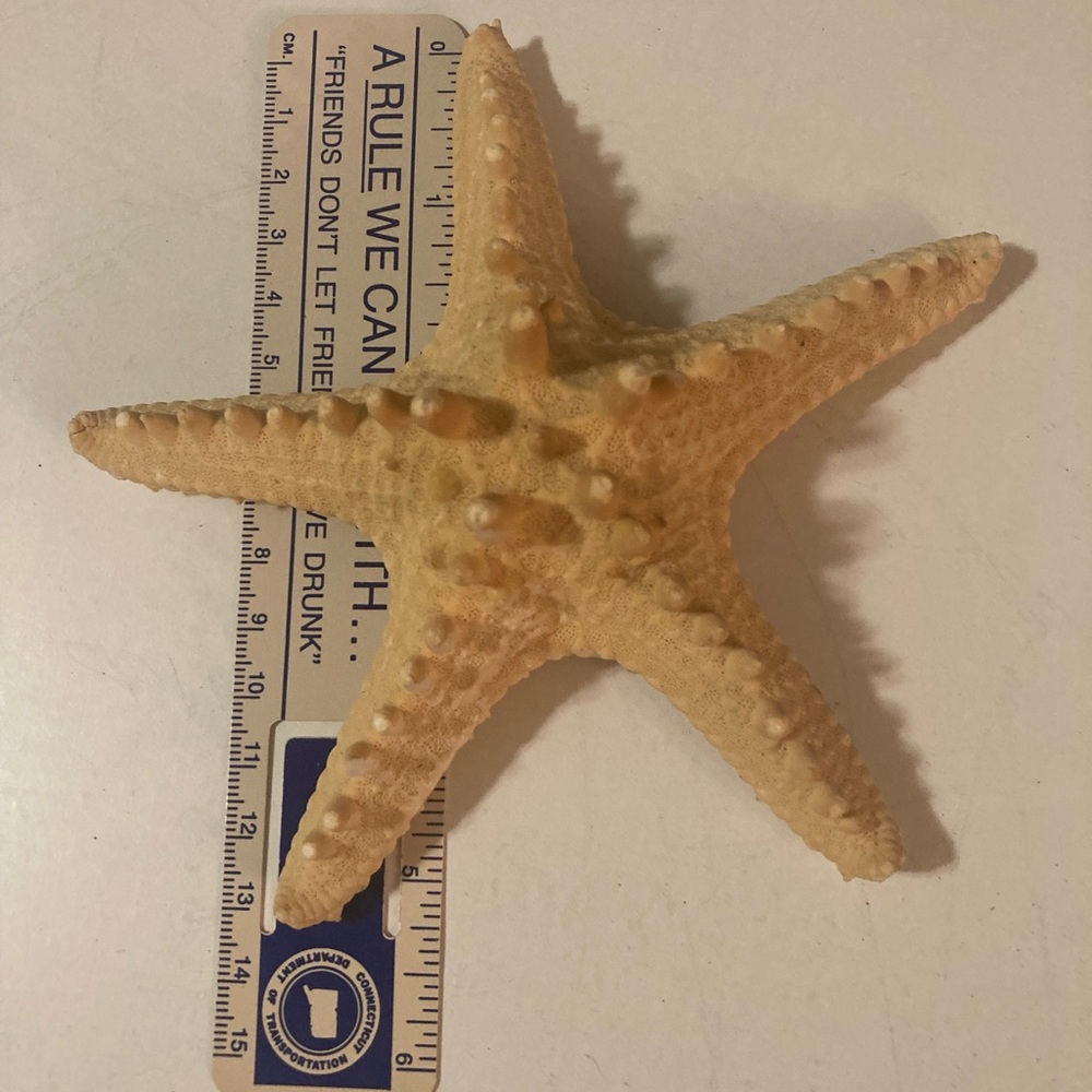 Starfish Sea Shells - Picture 5 of 11